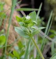 Image of common chickweed