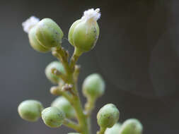 Image of threeleaf soapberry