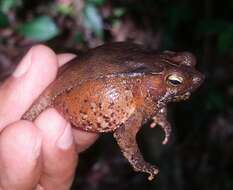 Image of Rhinella sternosignata (Günther 1858)