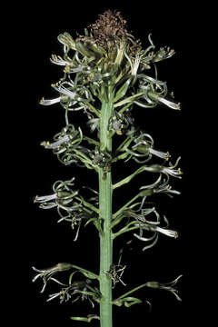 Image of Satin squill