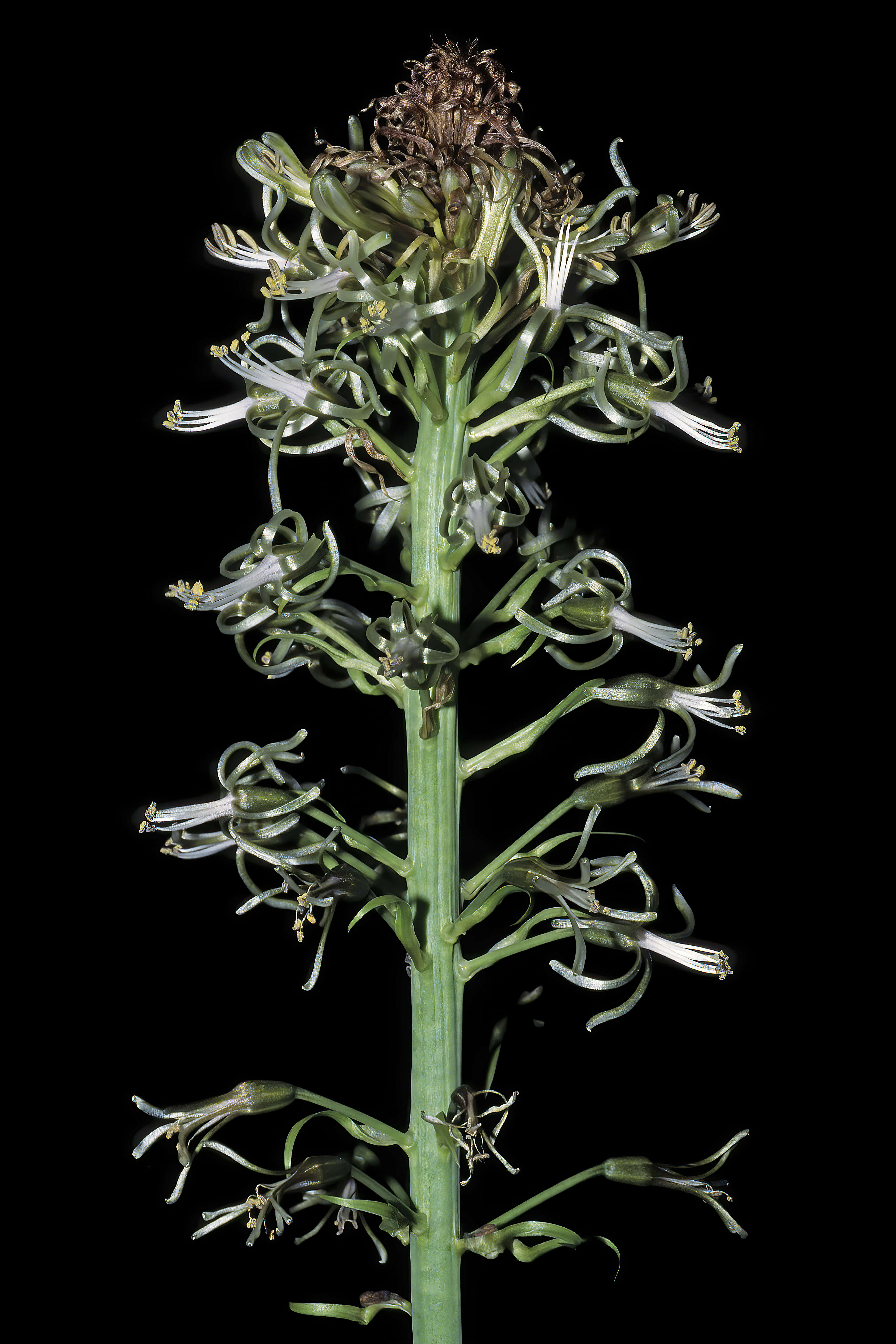 Image of Satin squill