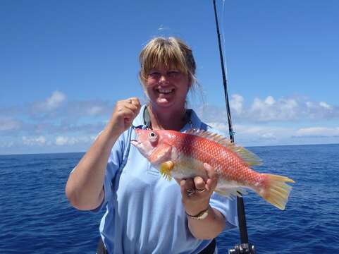 Imagem de Bodianus flavipinnis Gomon 2001