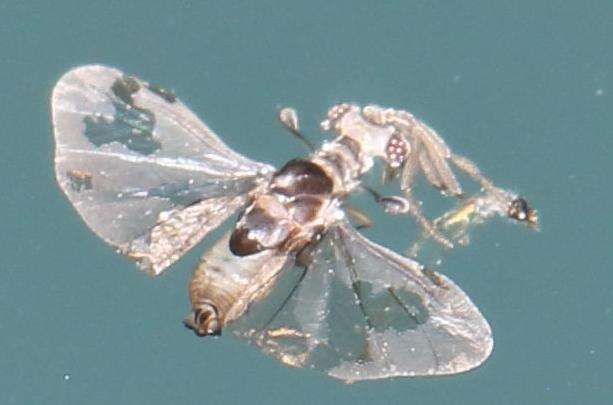 Imagem de Stylopidae