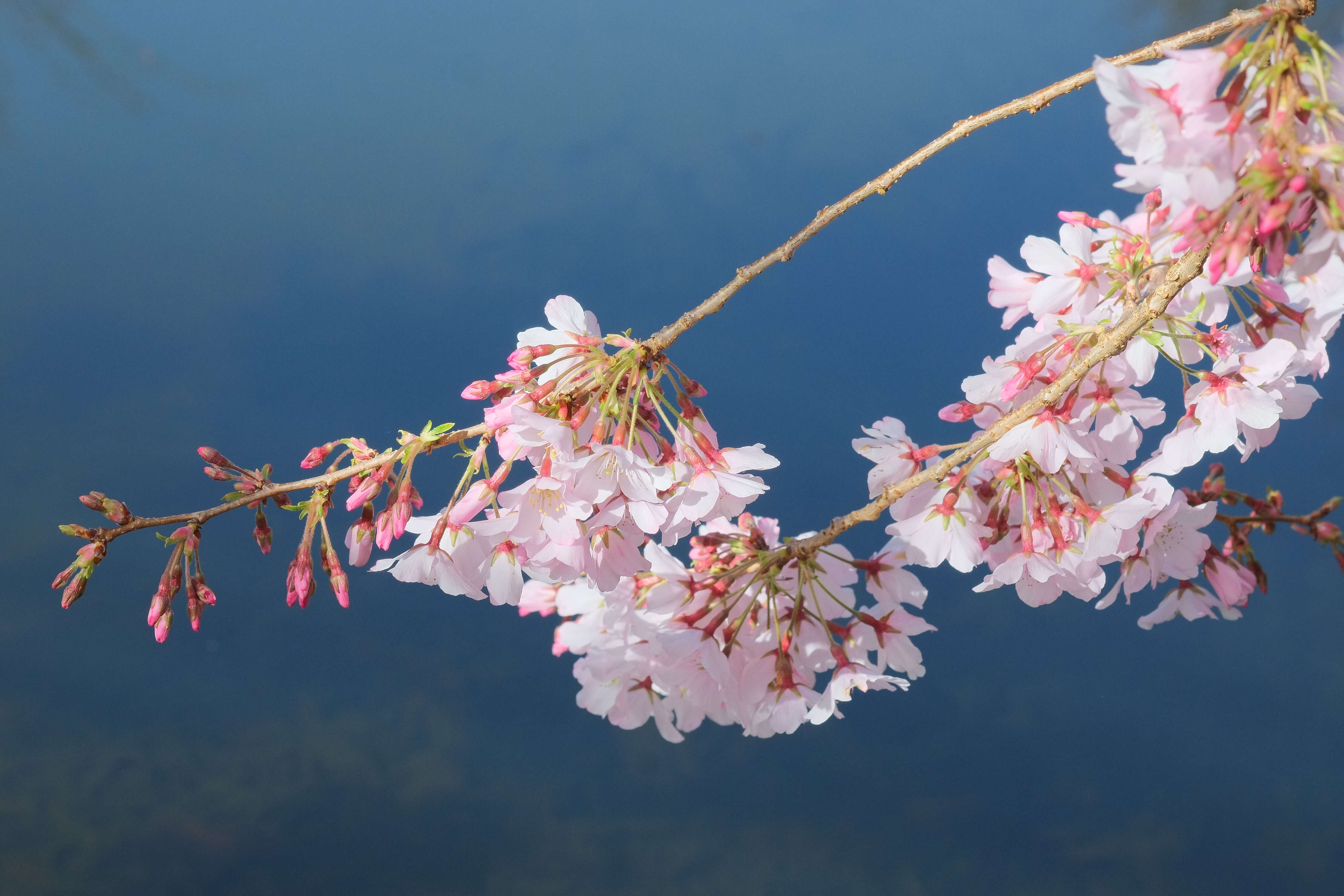 Plancia ëd Prunus yedoensis Matsum.