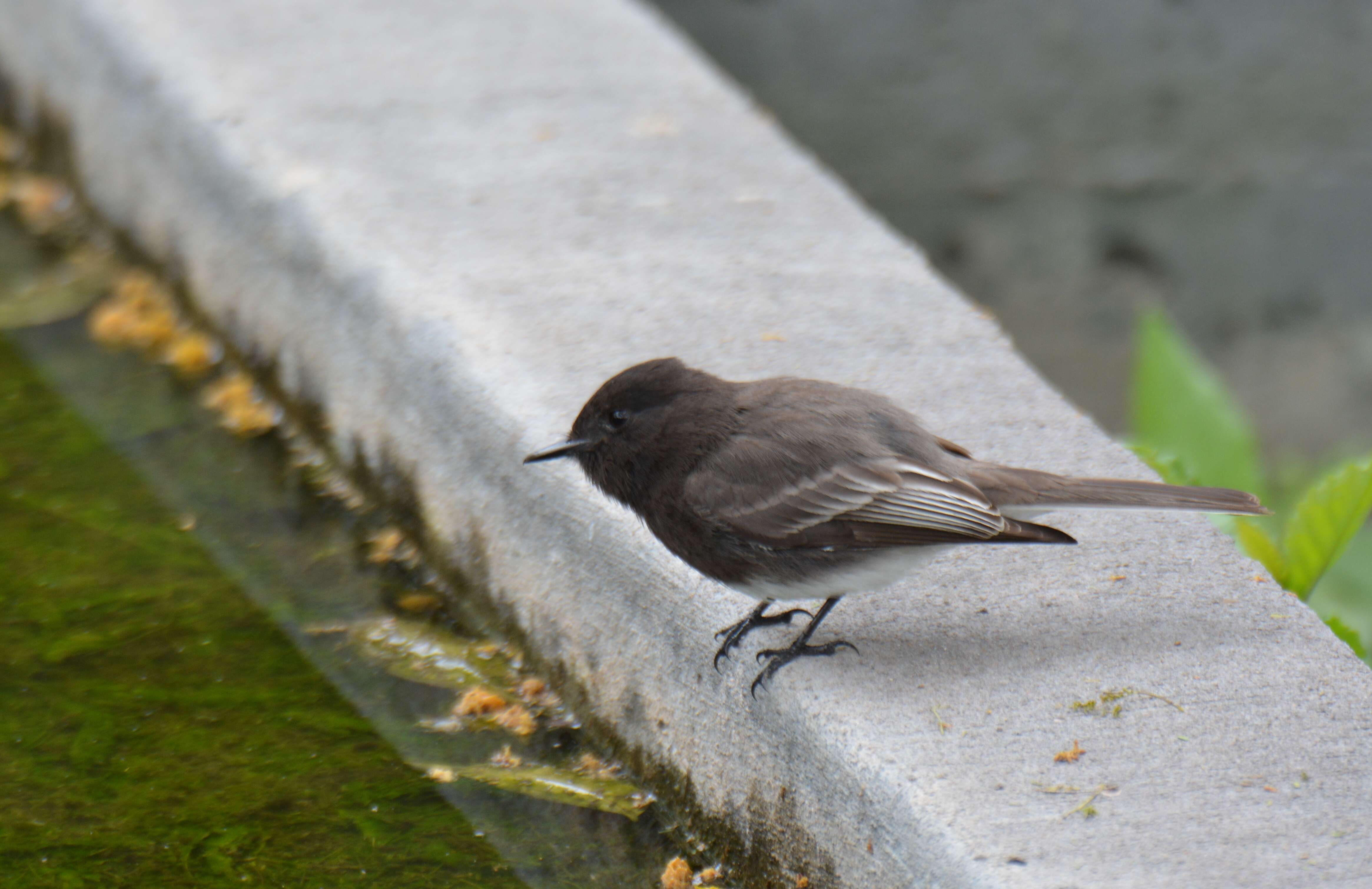 Image of Eastern Phoebe