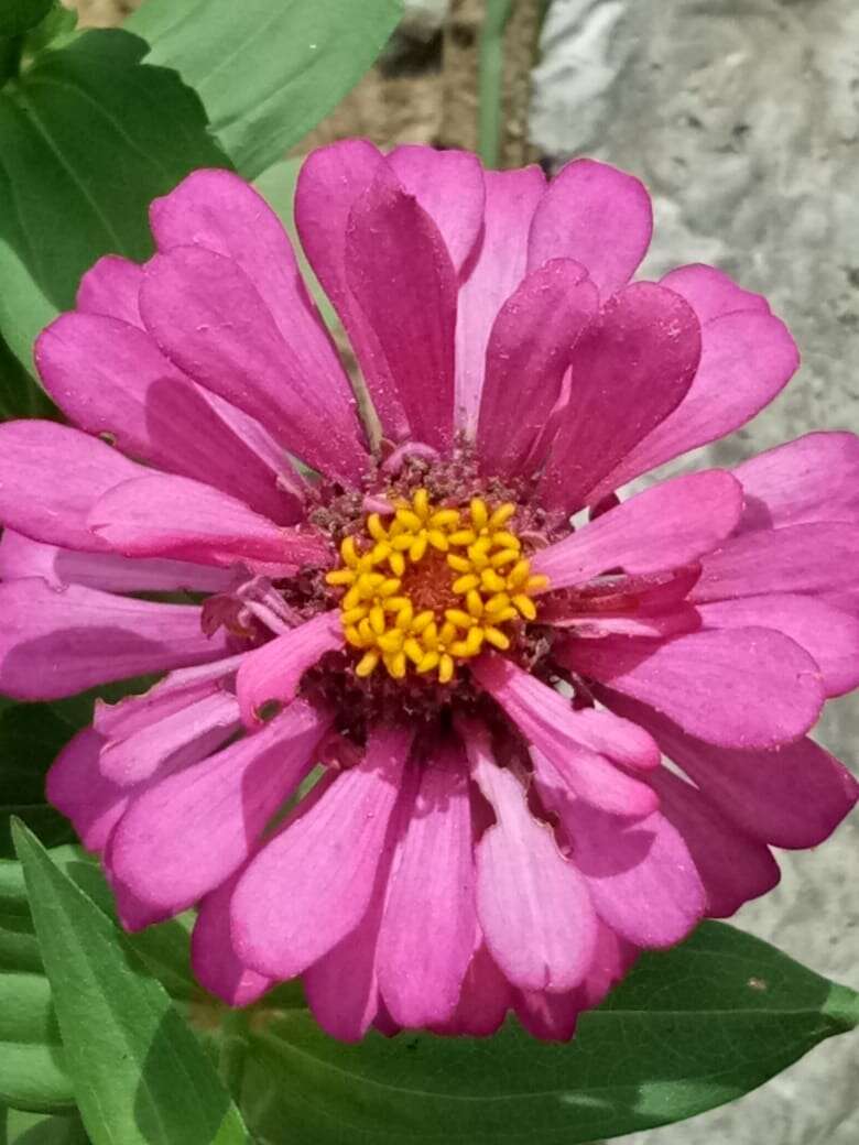 Image of zinnia