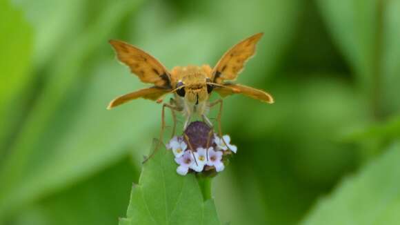 Image of Hylephila phyleus