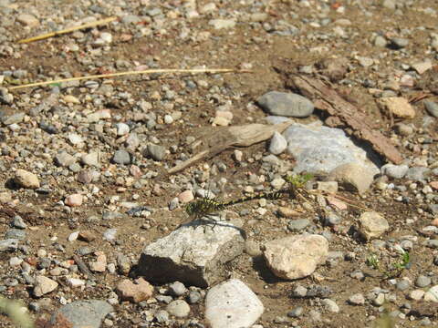 Image of Green-eyed Hooktail