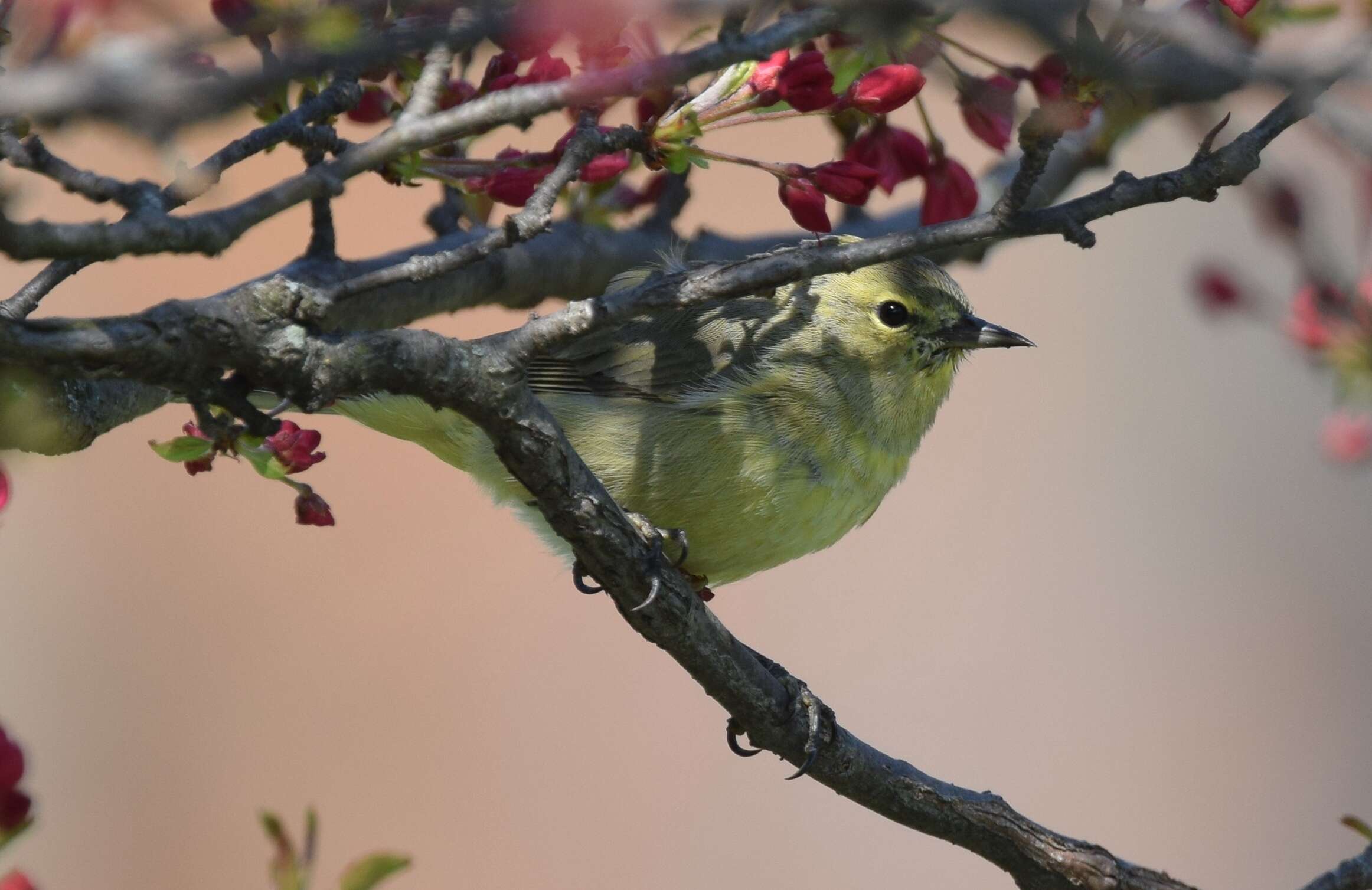 Image of Orange-crowned Warbler