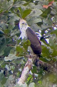 Image of Ornate Hawk-Eagle