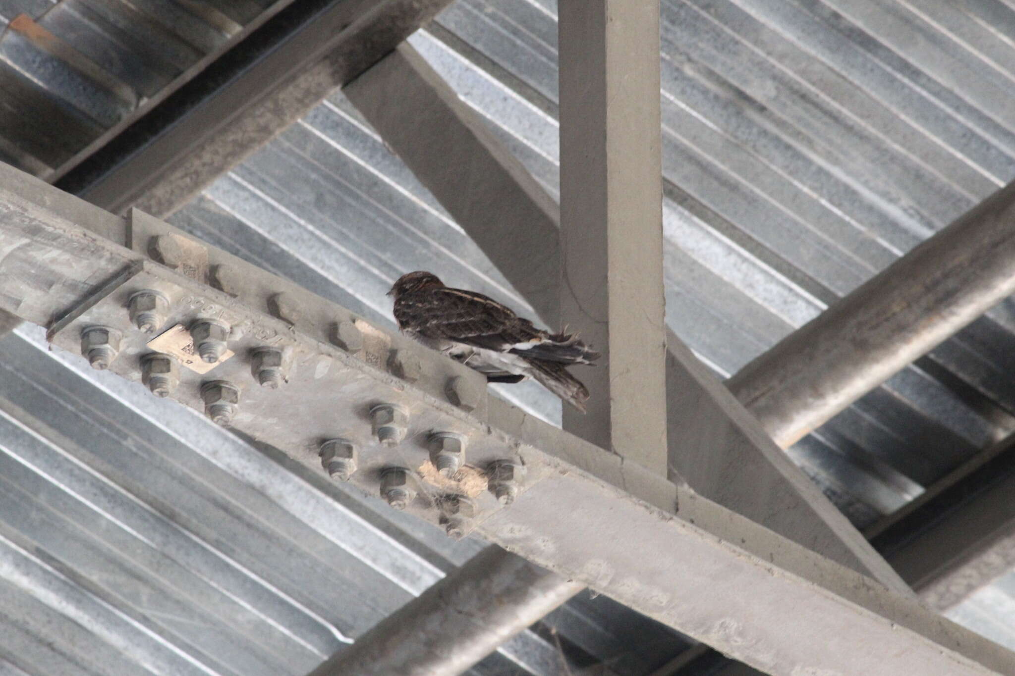 Image of Natal Nightjar