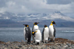 Image of King Penguin