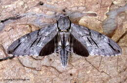 Image of Gray hawk moth