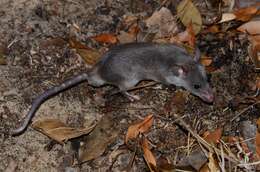 Image of long-tailed pouched rat