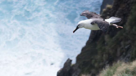 Image de Albatros de Carter