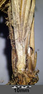 Image of Tufted Sedge