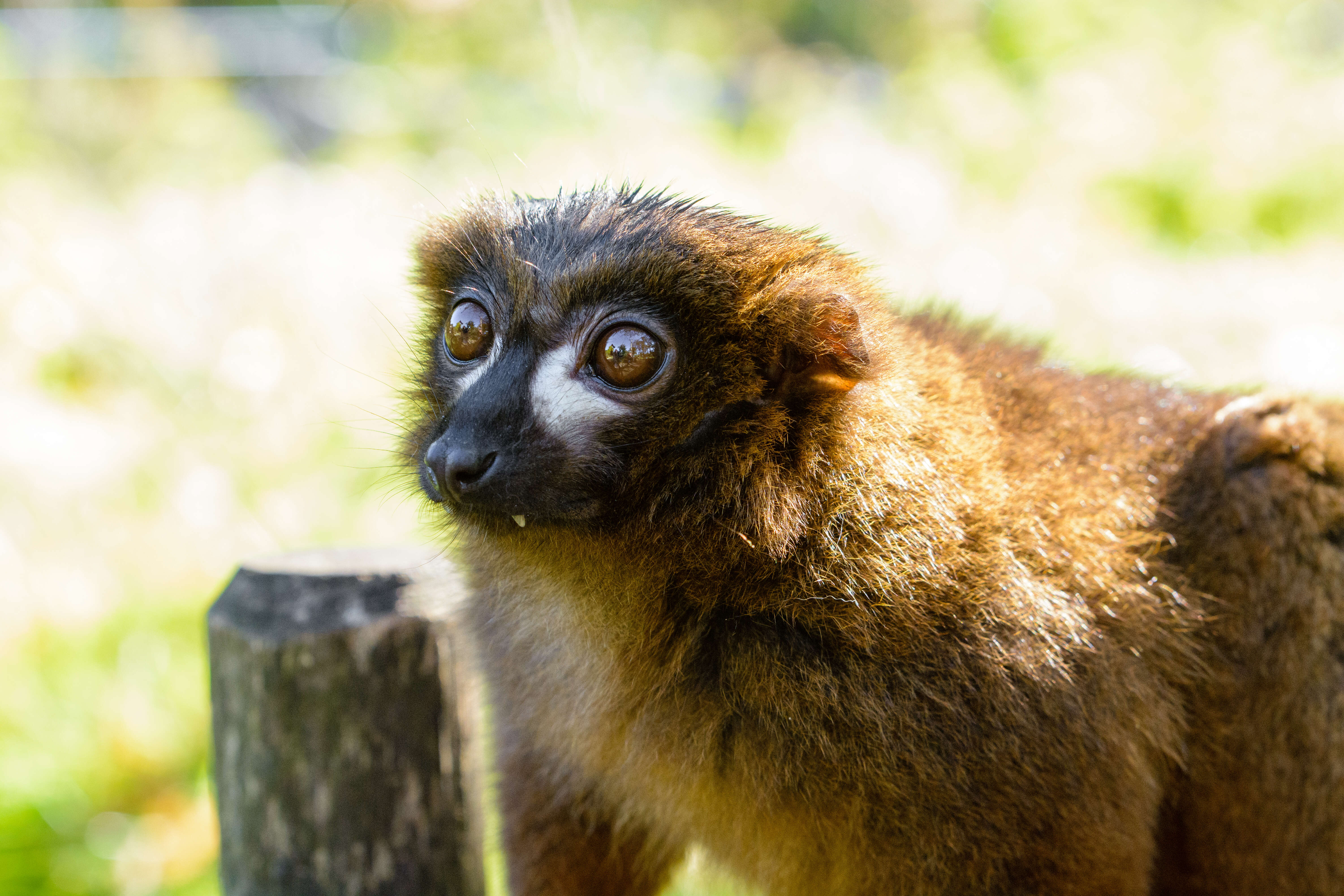 Image of Red-bellied Lemur