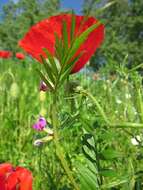 Image of Common Vetch