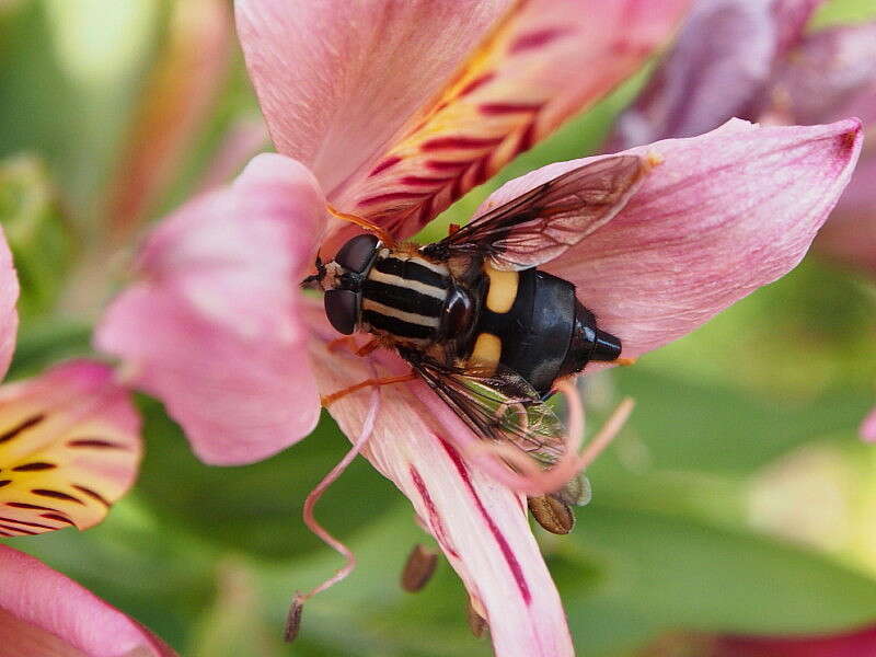 Image of three-lined hoverfly