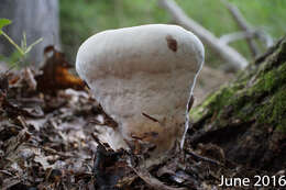 Image of Laetiporus persicinus (Berk. & M. A. Curtis) Gilb. 1981