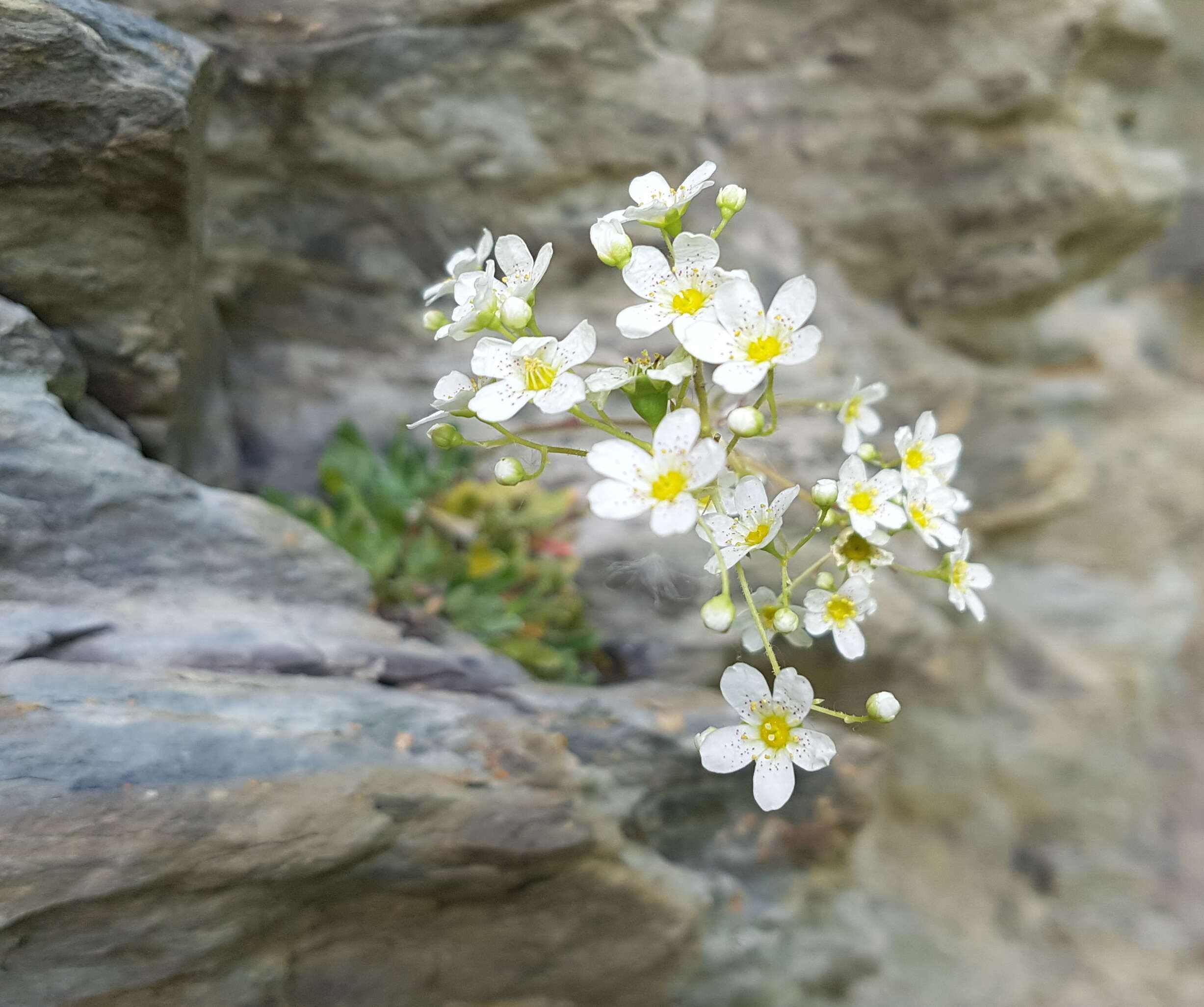 Image of Livelong Saxifrage