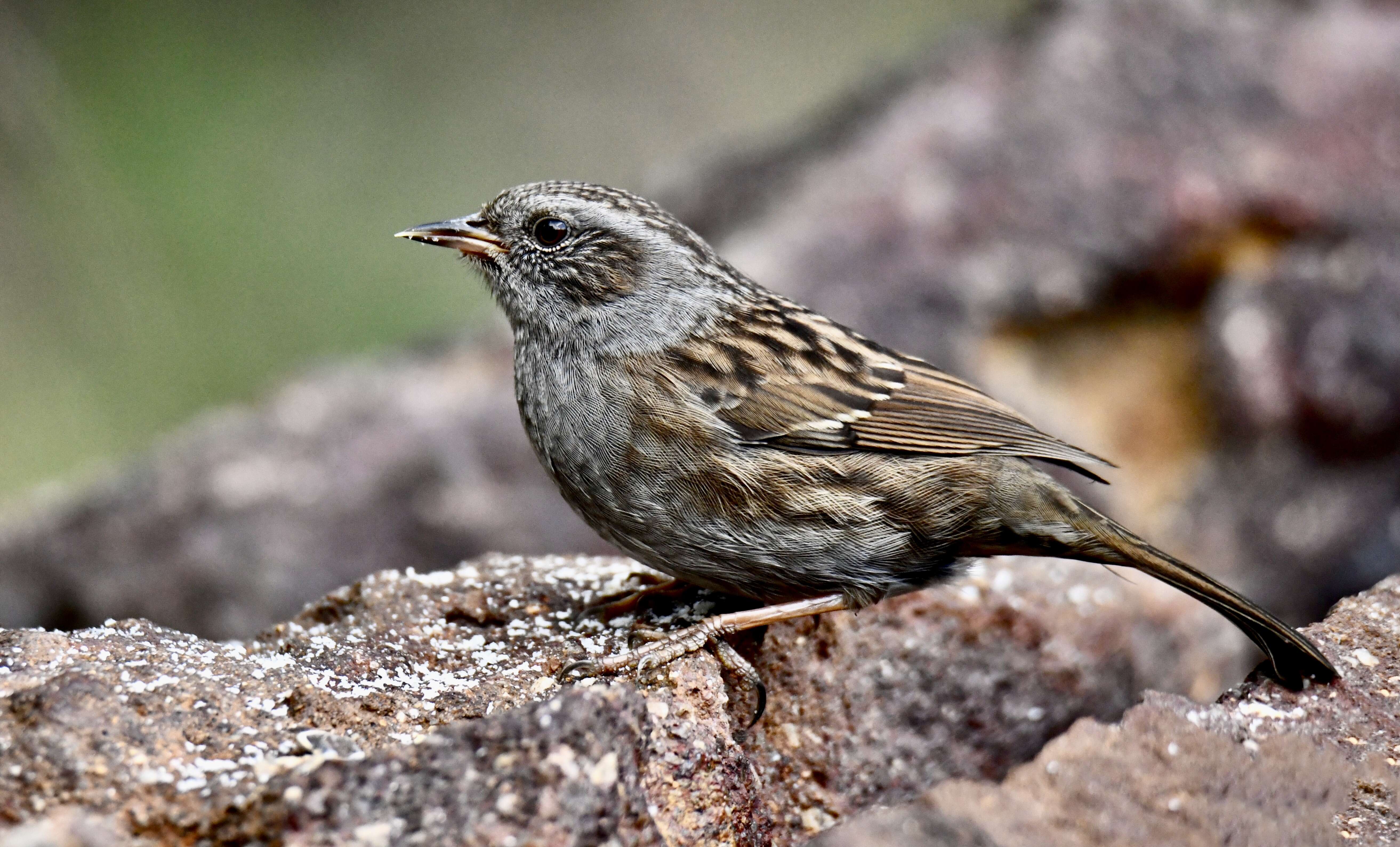 Image of Dunnock