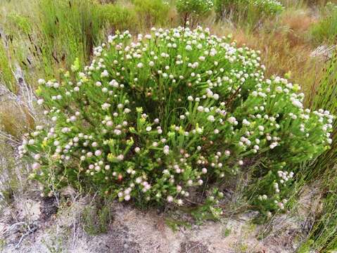 Plancia ëd Leucadendron linifolium (Jacq.) R. Br.