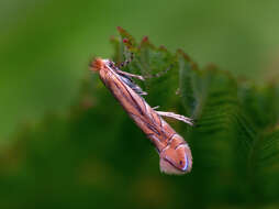 Phyllonorycter messaniella (Zeller 1846)的圖片