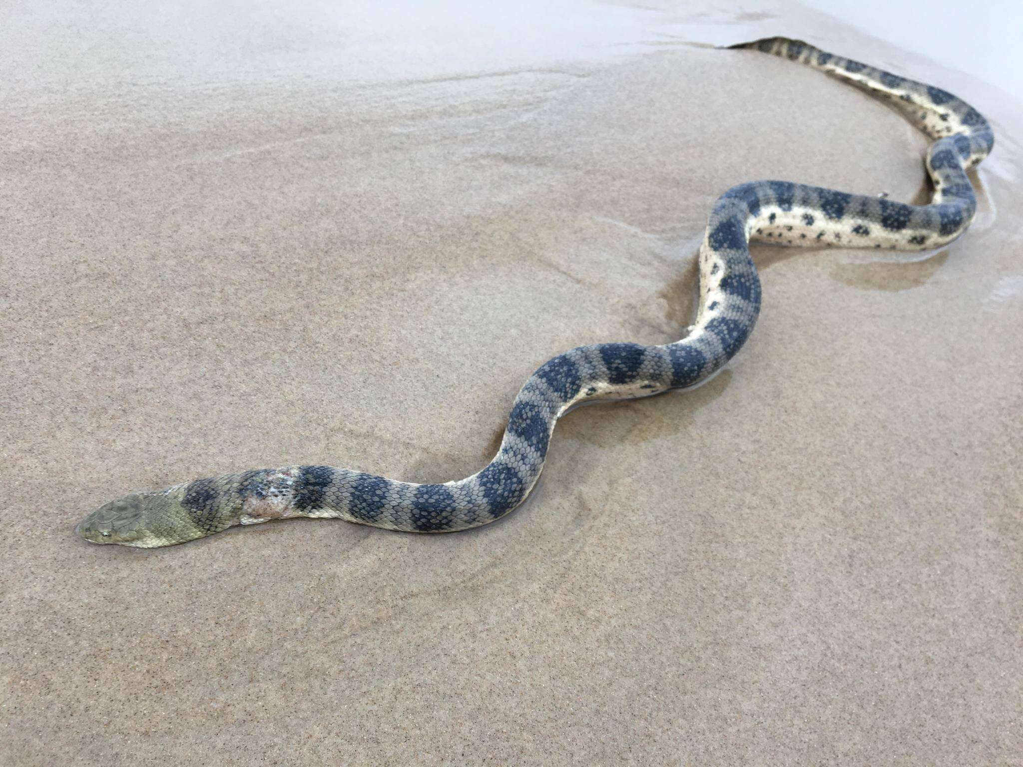 Image of Olive-headed or greater seasnake