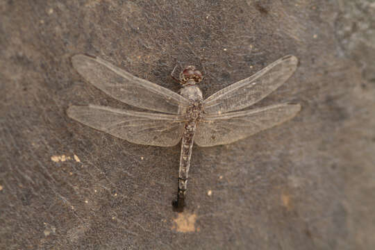 Image of Red Rock-dweller