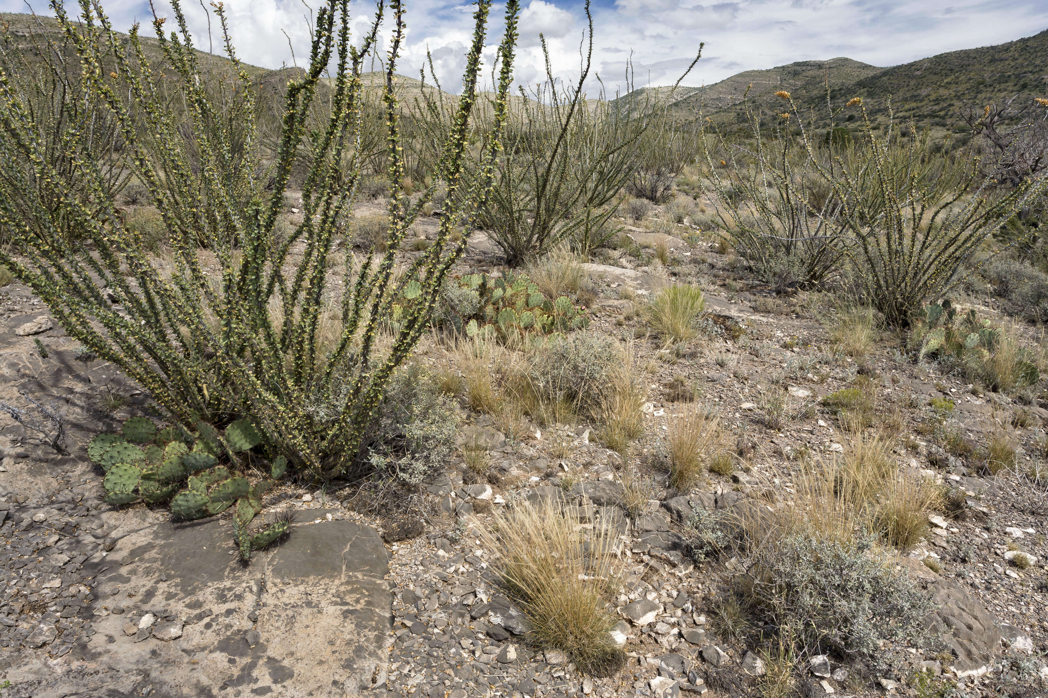 Image of ocotillo family