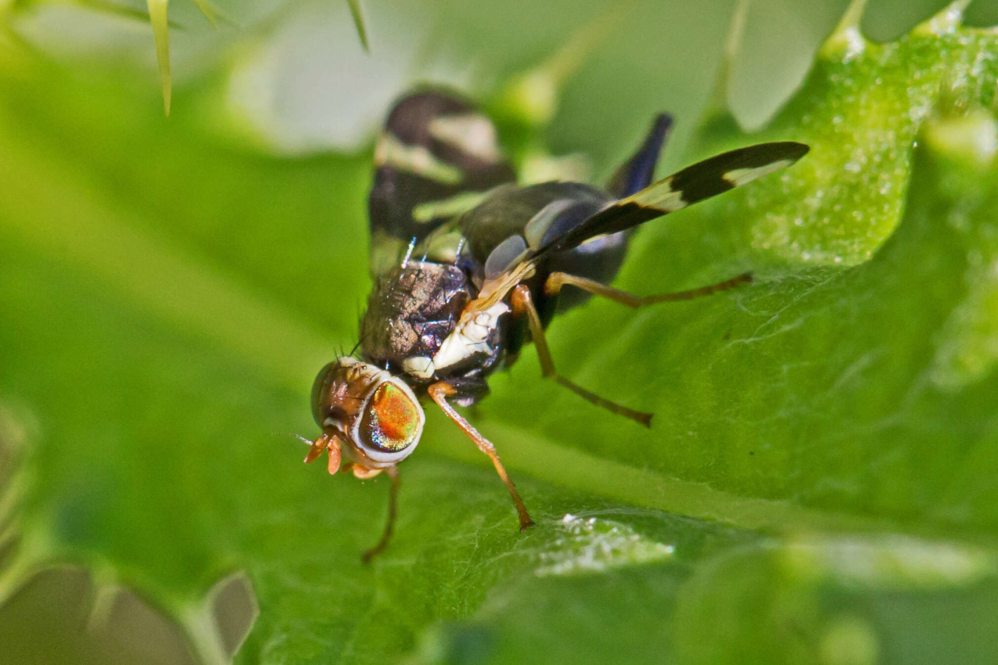 Image of Urophora cardui (Linnaeus 1758)