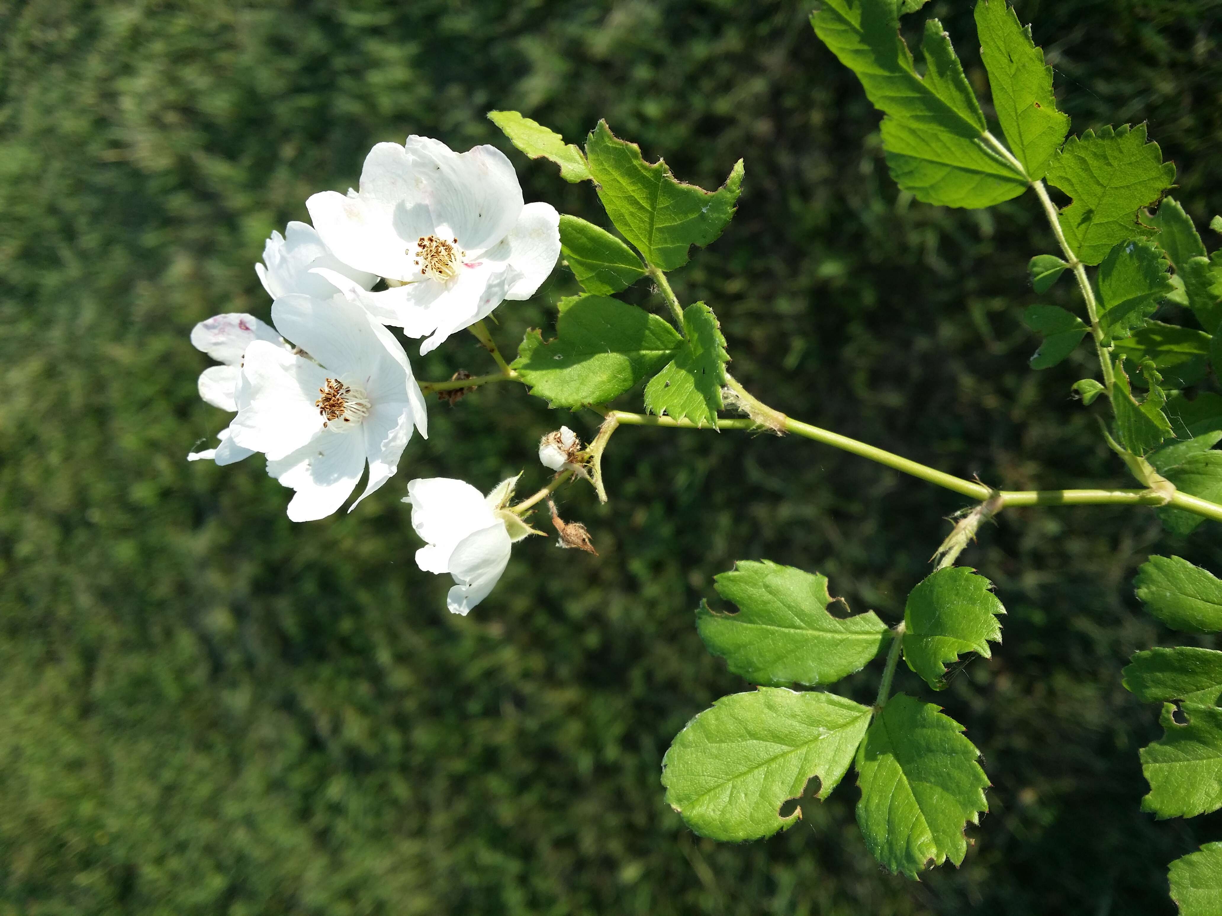 Image de Rosa multiflora Thunb.