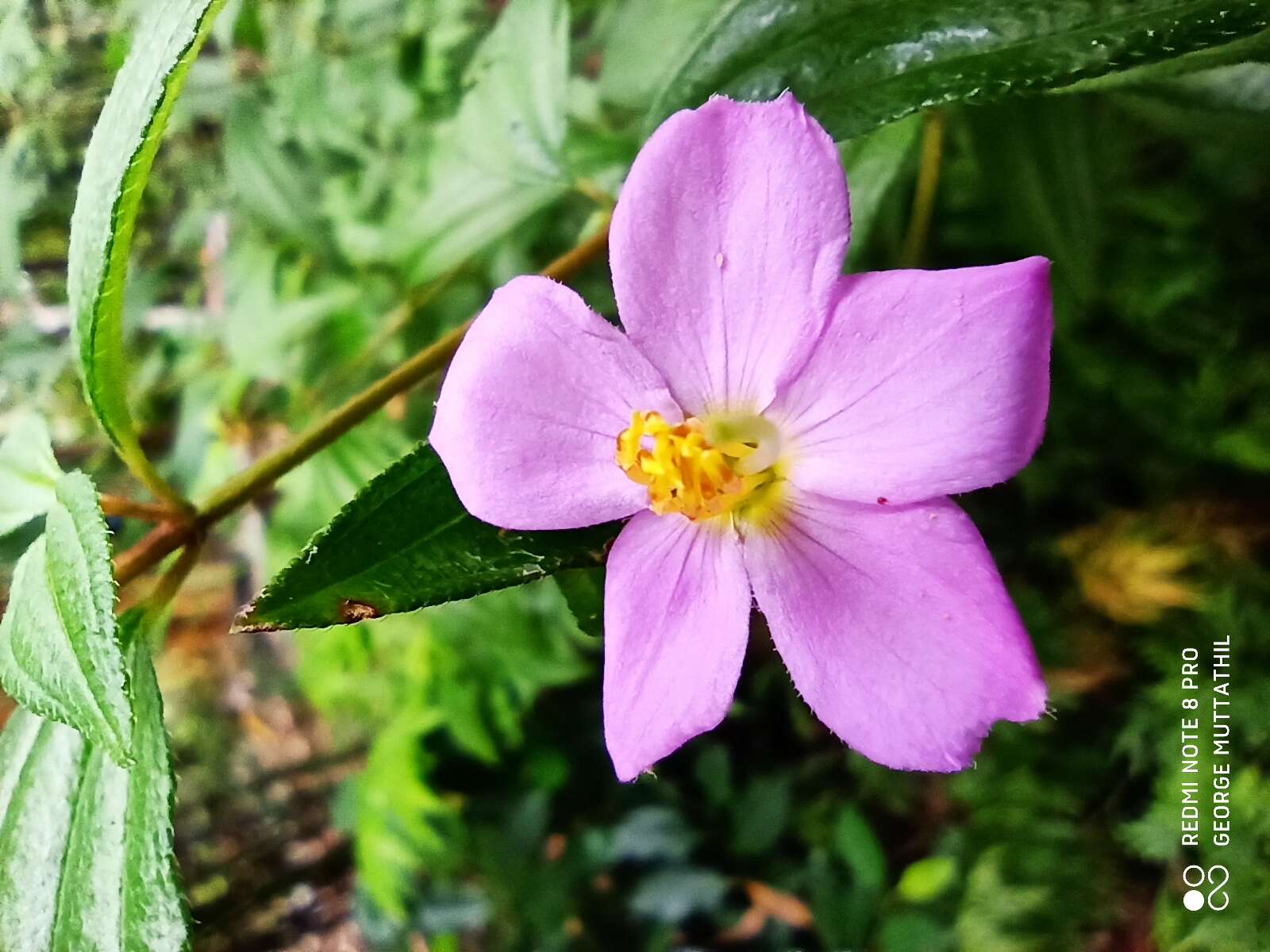 Osbeckia octandra (L.) DC.的圖片