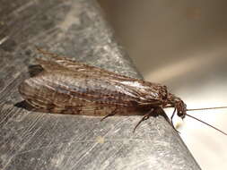 Image of New Zealand dobsonfly