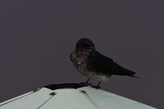 Image of Purple Martin