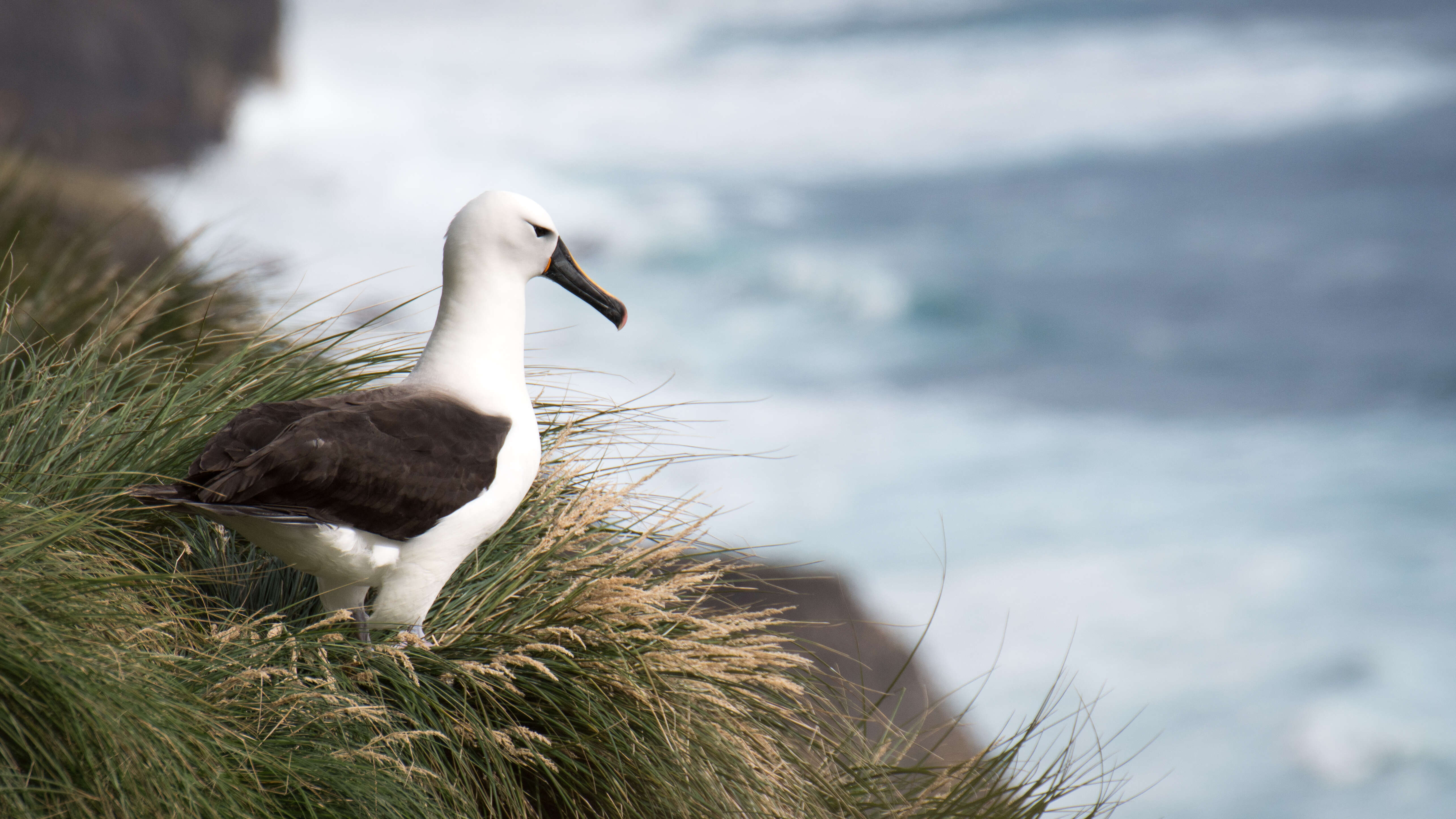 Image de Albatros de Carter