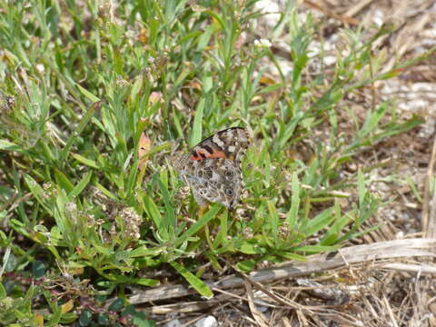 Plancia ëd Vanessa cardui