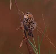 Image of Fan-tailed Cisticola