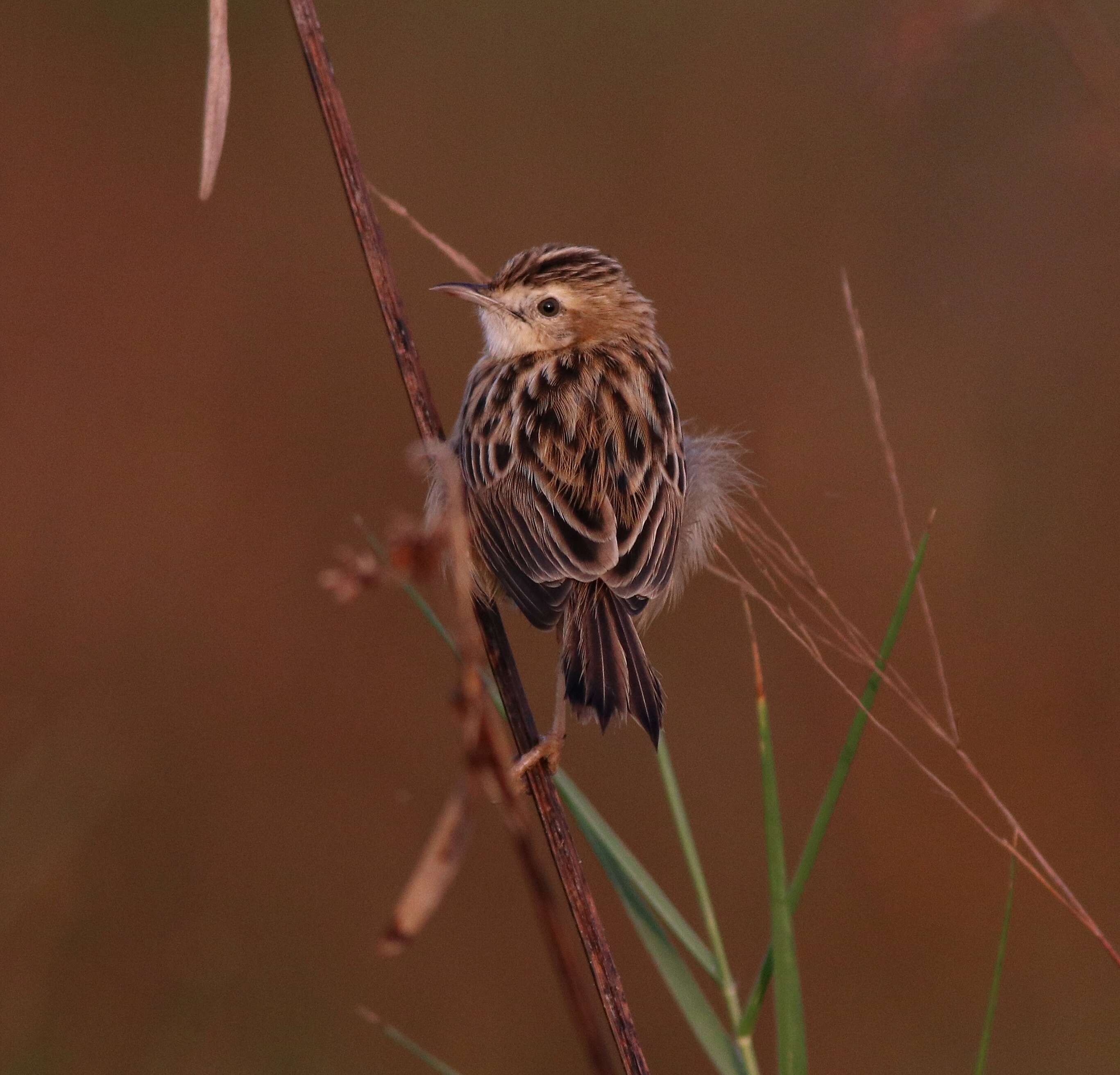 Image of Fan-tailed Cisticola