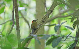 Picus rabieri (Oustalet 1898) resmi