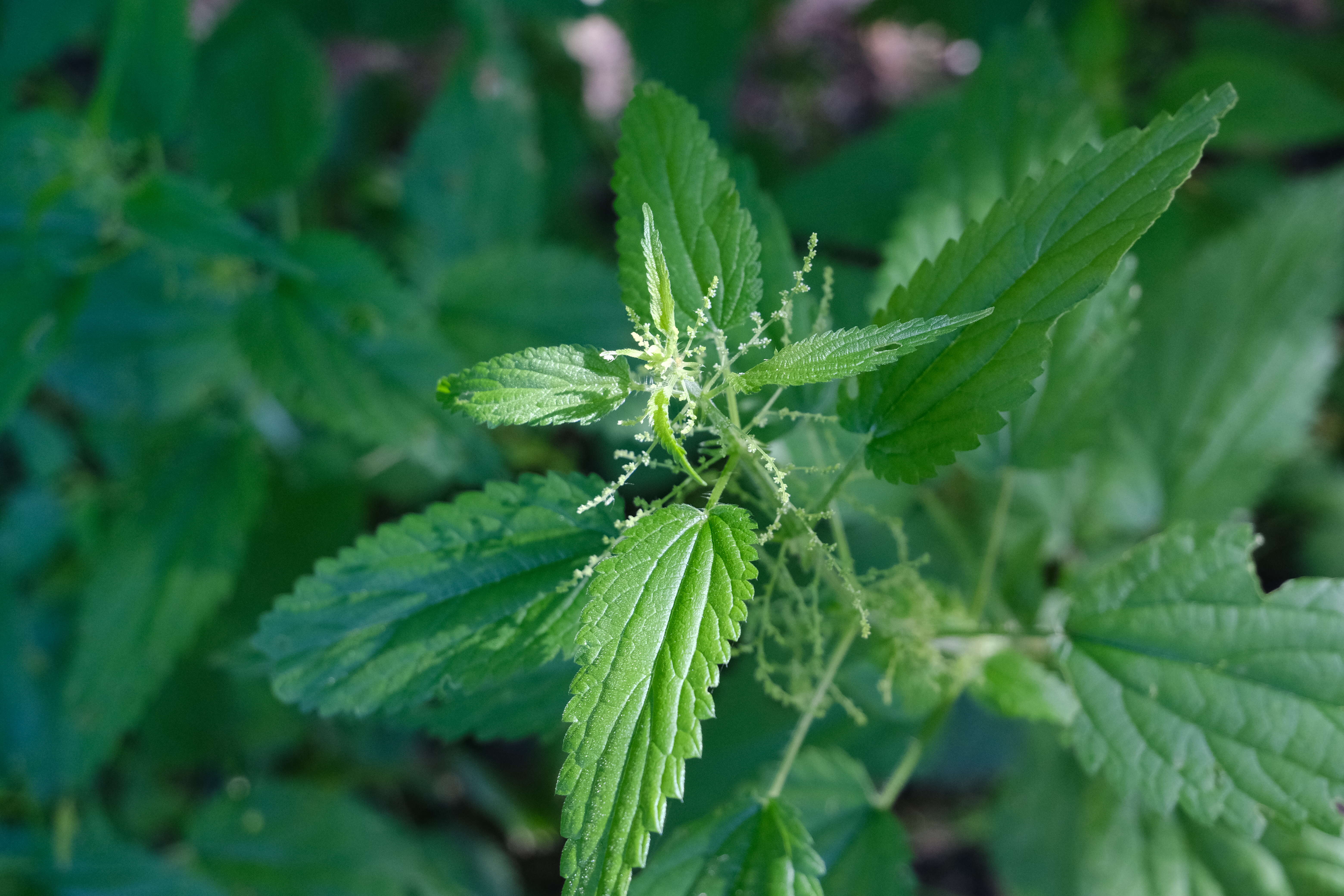 Image of nettle