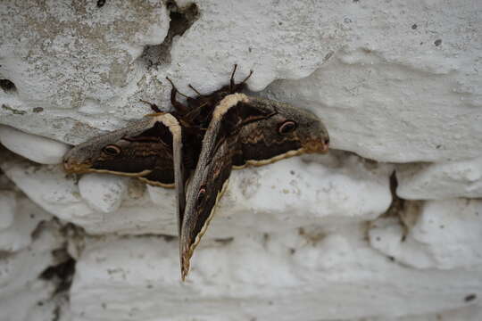 Imagem de Saturnia subgen. Saturnia Schrank 1802