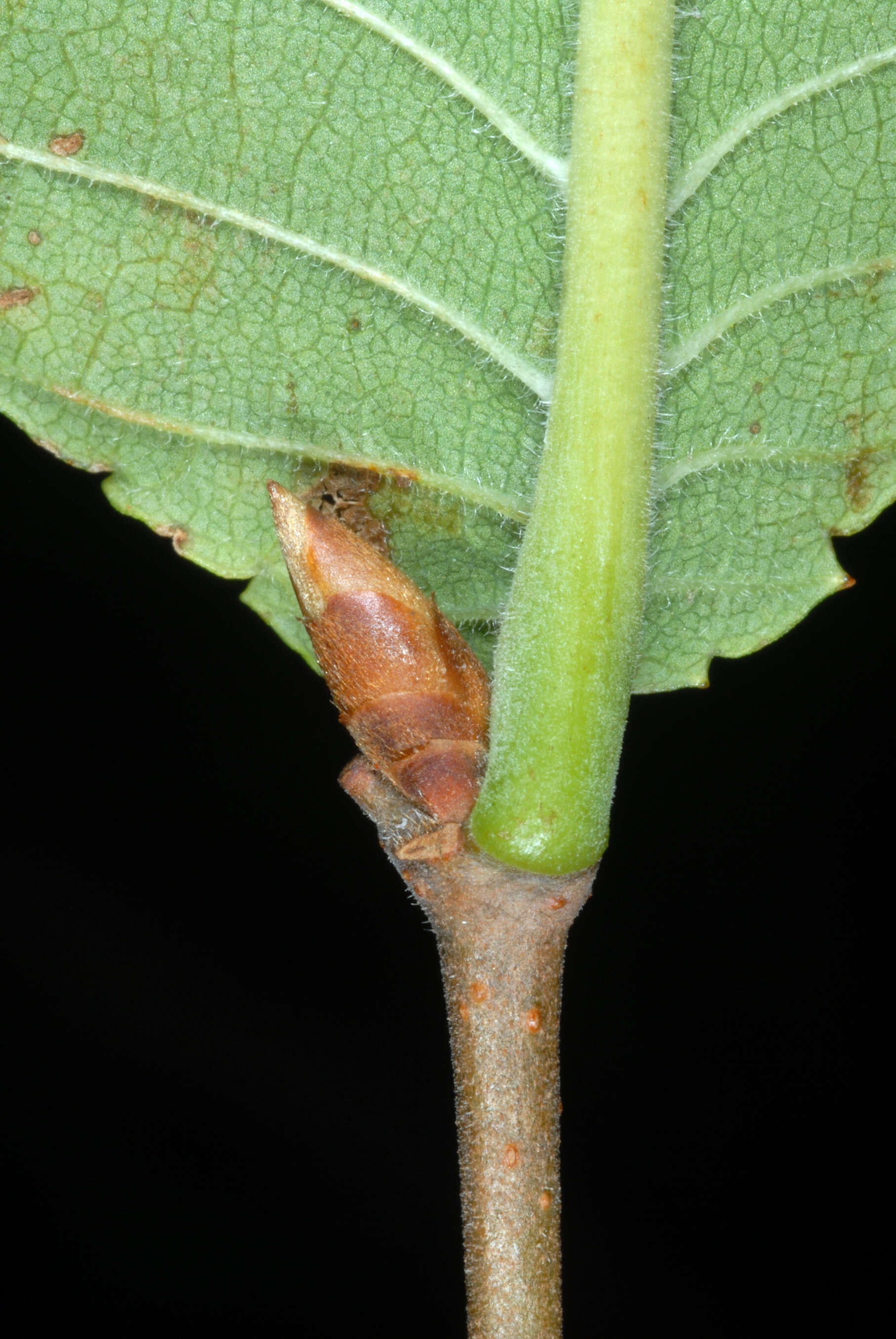 Image of cork elm