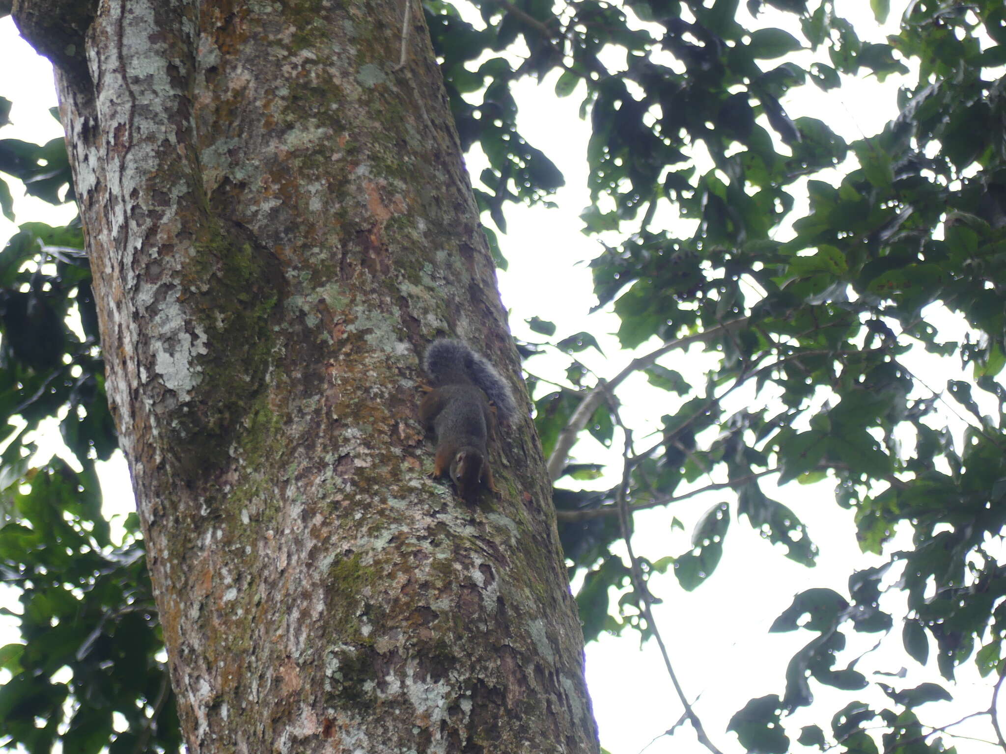 Image of Svynnerton's Bush Squirrel