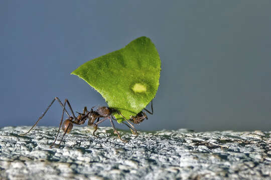 Image of Leaf-cutter ant