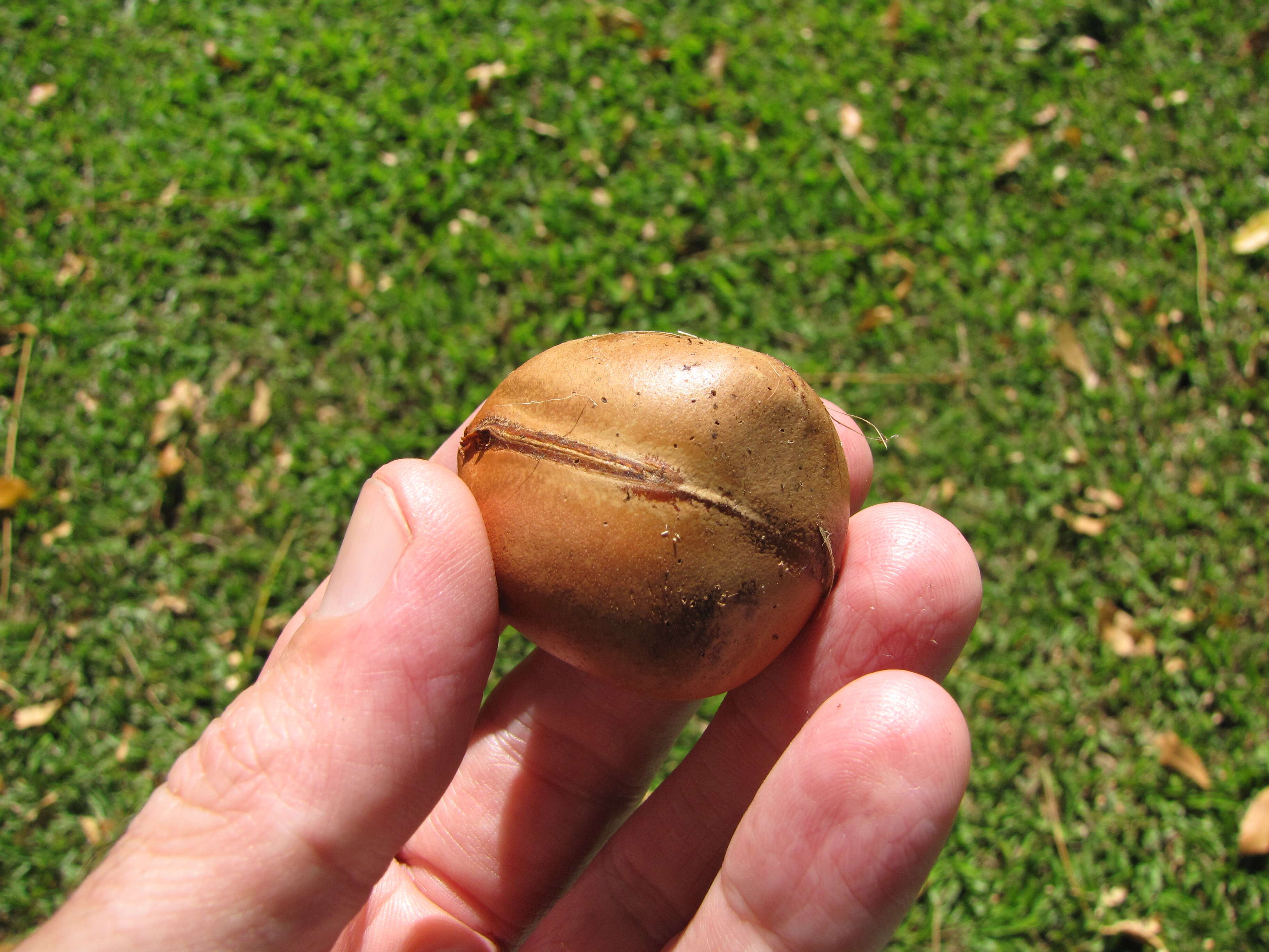 Image de Castanospermum