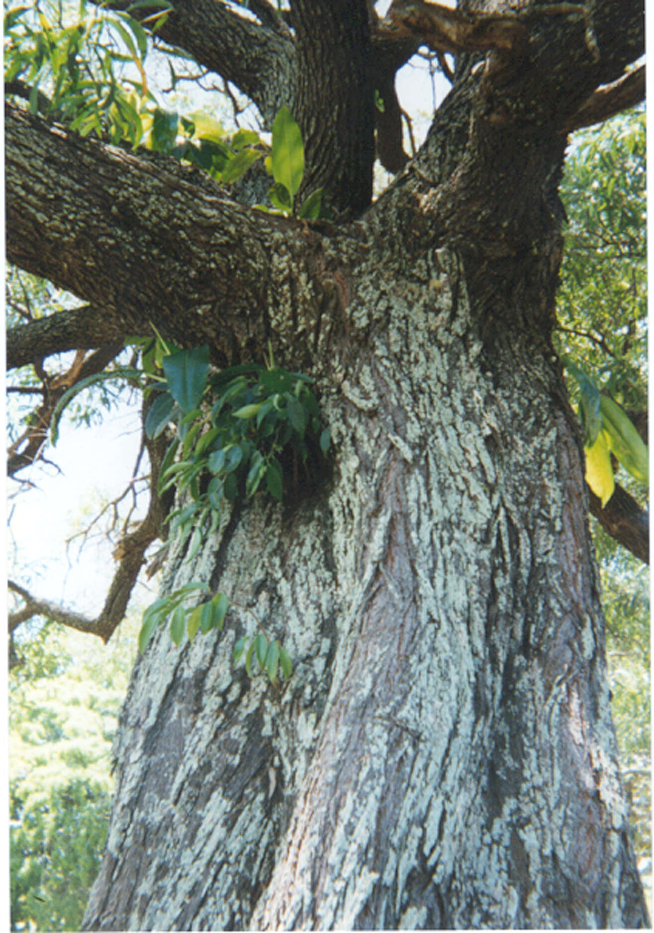 Sivun Acacia aulacocarpa A. Cunn. ex Benth. kuva