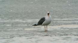 Image of Lesser Black-backed Gull