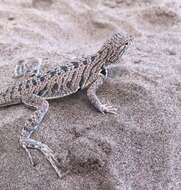 Image of Fringe-toed Sand Lizard